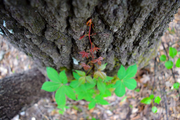 Climbing Vines