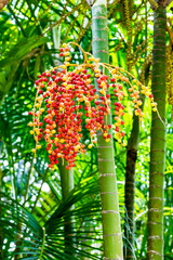 Palmenfrüchte 
