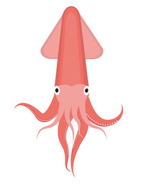 Squid icon logo element. Flat style, isolated on white background. Vector illustration, clip art