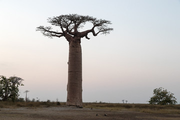 At The Avenue of the Baobab trees, Madagascar. 
