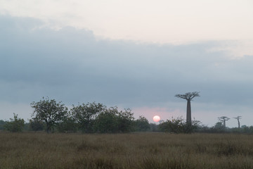 At The Avenue of the Baobab trees, Madagascar. 