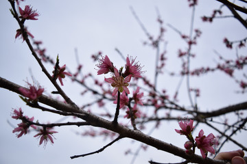 Melancholy Blooms