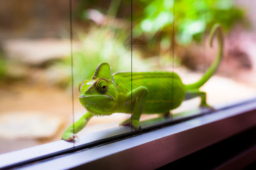 Chameleon in glass terrarium