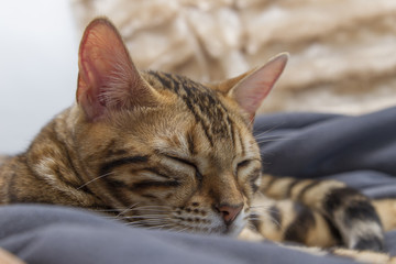 Fototapeta na wymiar Bengal cat