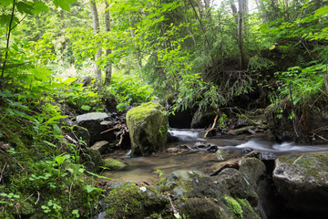 Beautiful mountain creek in a deep green forest valley