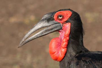 Ground hornbill