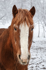 Obraz premium Horse in winter with snow covered trees