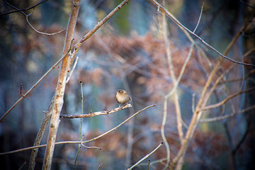 Zaunk&ouml;nig auf dem Ast