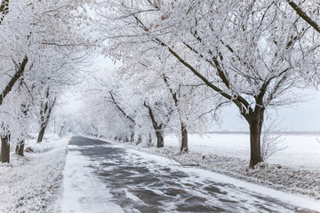 Frozen trees and gray winter urban road
