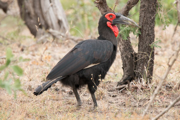 Ground hornbill