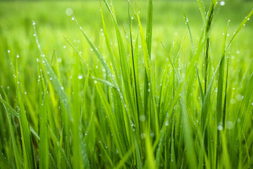 Fototapeta na wymiar Macro photo of green grass