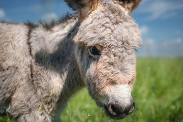 Portrait of a little donkey