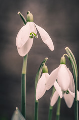 Fototapeta premium snowdrops blossoming detail