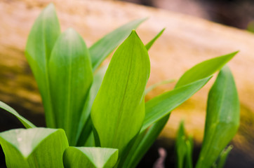 Fototapeta premium wild garlic plant