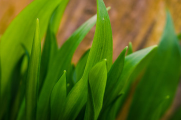 bear allium leaves