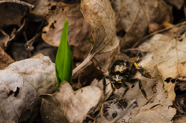 bear allium leaf