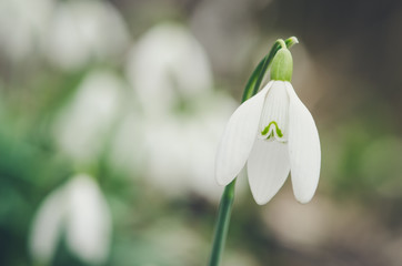 snowdrops blossoming detail