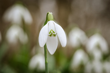 white spring snowdrop flowers