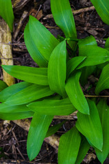 Fototapeta premium bear allium leaves