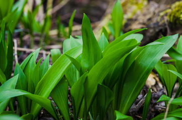 wild garlic leaves