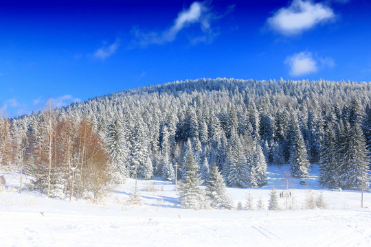 Fototapeta snovy trees on winter mountains