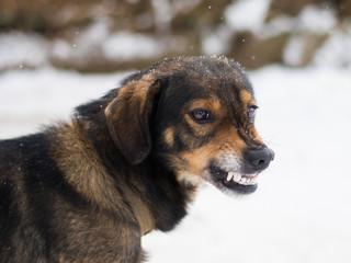 Aggressive, angry dog