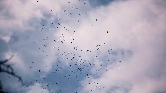 Cormorants are circling above the beach in Bulgaria.