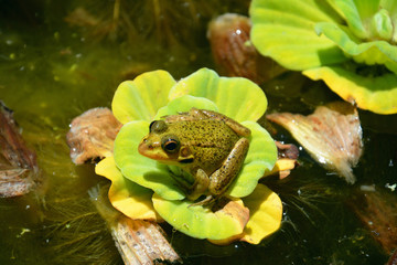 Frosch auf Seerose