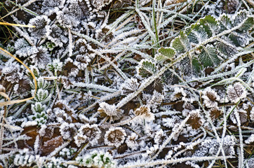 ice crystals on leaves