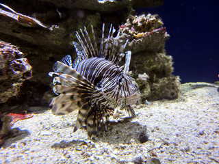 Deadly red lionfish among coral reef