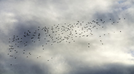 swarm of black birds