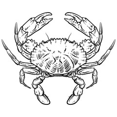 Crab drawing on white background. Hand drawn outline seafood ill