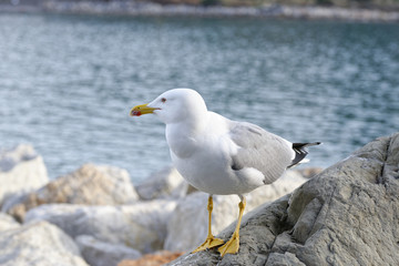 seagull