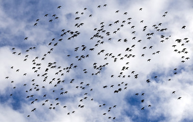 swarm of black birds