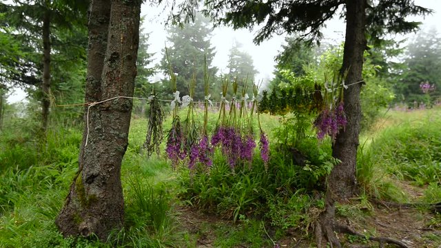 Harvesting of wild medicinal herbs in the spring mountains. Bunches of herbs are drying in the wind in the wild, on alpine meadows.