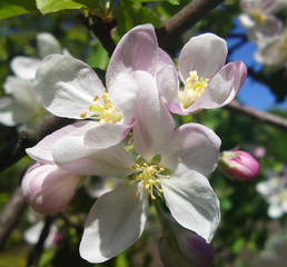 Obraz premium Cherry blossom in the spring orchard