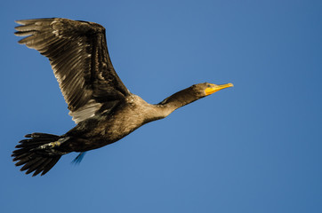 Double-Crested Cormorant Flying in a Blue Sky