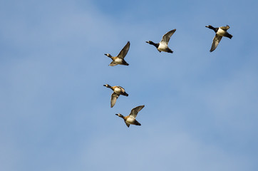 Flock of Ring-Necked Ducks Flying in a Blue Sky
