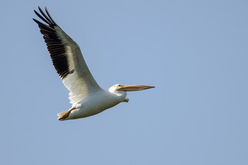 Fototapeta na wymiar American White Pelican Flying in a Cloudy Blue Sky