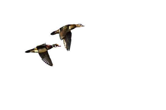 Pair of Wood Ducks Flying on a Light Background