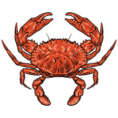 Crab drawing on white background. Hand drawn seafood illustratio