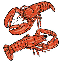 Lobster with claws on a white background. Seafood. Drawing.