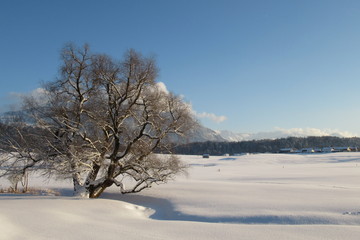 Fototapeta na wymiar Winter im Allgäu