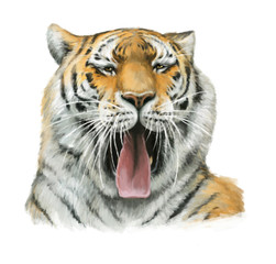 Cartoon tiger - head - illustration for children