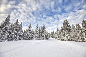 Winter landscape with cross-country skiing tracks and snow covered trees..
