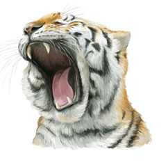 Cartoon tiger - head - illustration for children
