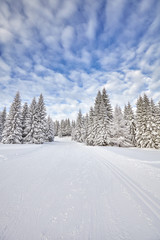 Obraz premium Winter landscape with cross-country skiing tracks and snow covered trees.