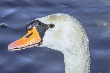 Foreground of white swan. View of his profile. Dark and soft scene at the pond of the city. Urban parks. Cloudy day.