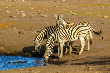 Fototapeta na wymiar Namibia, Etosha, Zebras at waterhole