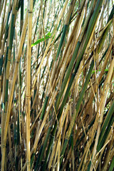 Obraz premium The stems of bamboo
